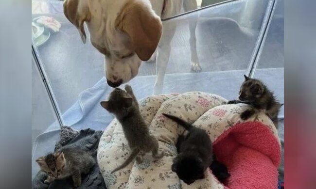 Ava der Hund mit den Kätzchen. Quelle: www. zen.сom