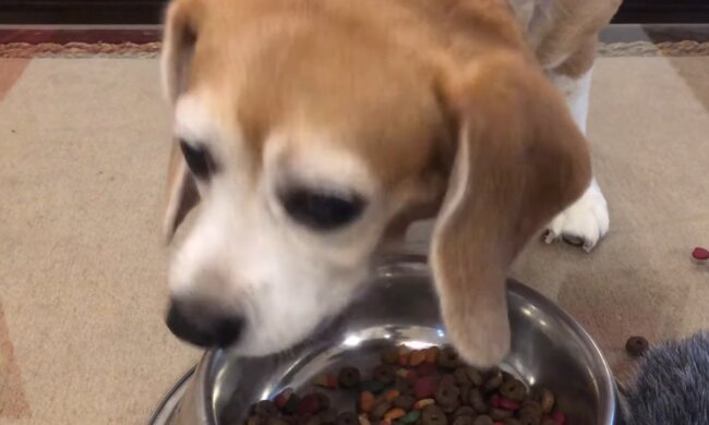 Hund. Quelle: Screenshot Youtube