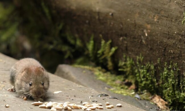 Maus. Quelle: Youtube Screenshot