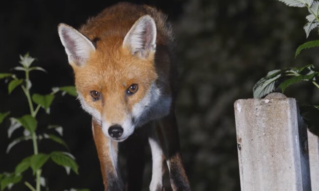 Fuchs im Garten. Quelle: YouTube Screenshot