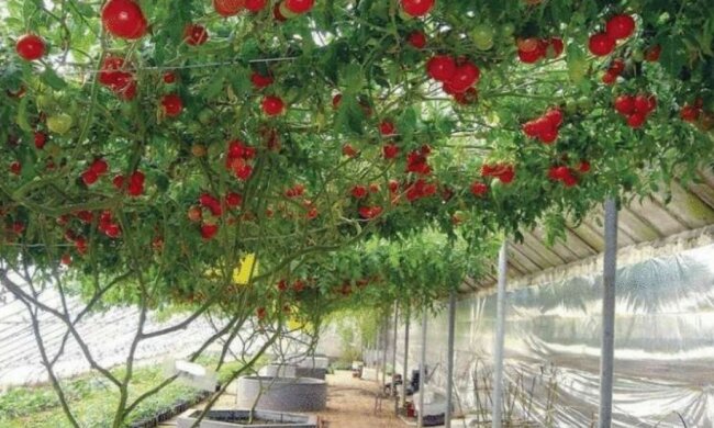 "Das Wunder der Zucht": In Israel ist ein ungewöhnlicher Tomatenbaum gewachsen