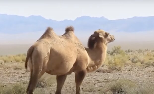 Kamele. Quelle: Screenshot YouTube