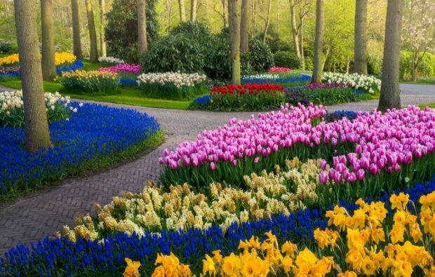 Kein einziger Besucher: wie sieht der schöne Tulpenpark Keukenhof aus