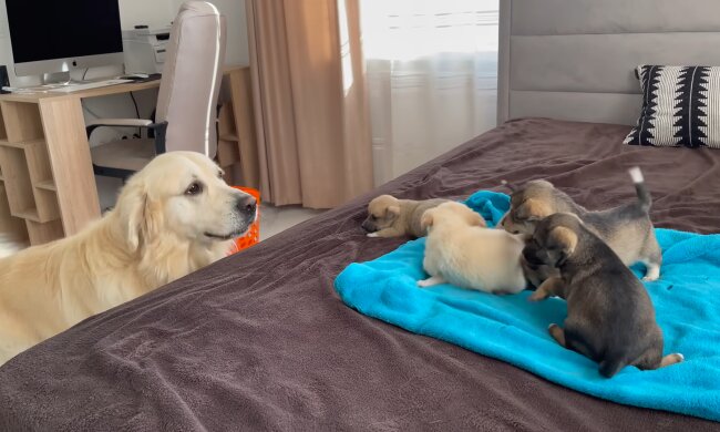 Labrador Jerry und seine niedlichen Welpen. Quelle: Youtube Screenshot