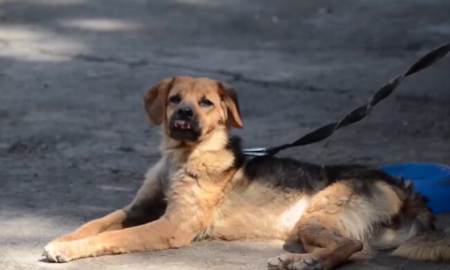 "Großes Herz": Obdachlose Frau weigert sich, die Straße zu verlassen, um bei den Hunden bleiben zu können