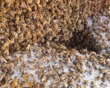 Bienenschwarm. Quelle: Screenshot Youtube