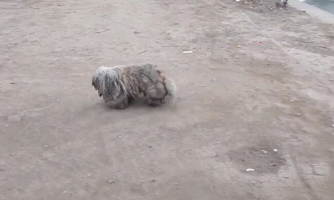 Streunende Hündin (Symbolbild). Quelle: Youtube Screenshot