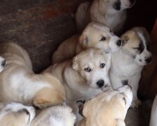 Welpen wurden in einem Tierheim abgegeben: Es stellte sich heraus, dass es keine Hunde waren, Details