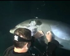 Die Taucher haben nicht damit gerechnet, dass ein Delfin ihnen so nahe kommen würde: Er bat um Hilfe