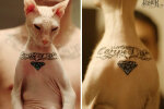 Der Russe machte seiner Katze mehrere Gefängnis-Tattoos: Viele sind empört, aber es gibt Fans