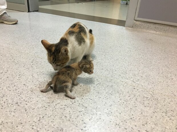 Die obdachlose Katze brachte ihr kleines Kätzchen ins Krankenhaus und begann, die Leute um Hilfe zu bitten