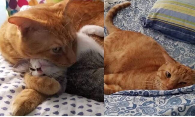 Romeo, Kater. Quelle: Screenshot