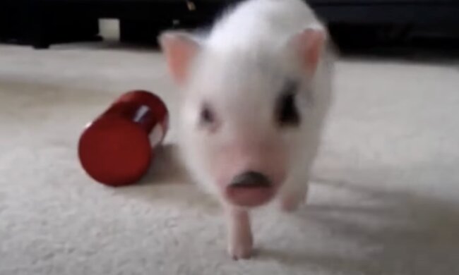 Das Schweinchen half, Geld zu sammeln. Quelle: Screenshot YouTube