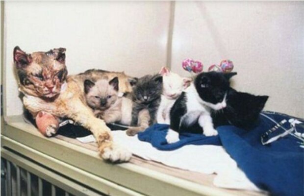 Eine obdachlose Katze, die ihr Leben riskierte, betrat fünfmal das brennende Gebäude, um ihre Kätzchen zu retten