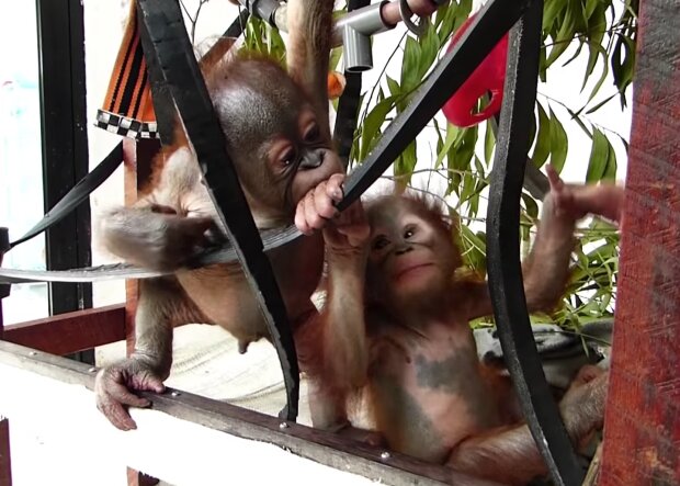 Ein auf wundersame Weise überlebender Orang Utan, trifft zum ersten Mal seinen Artgenossen und ist begeistert