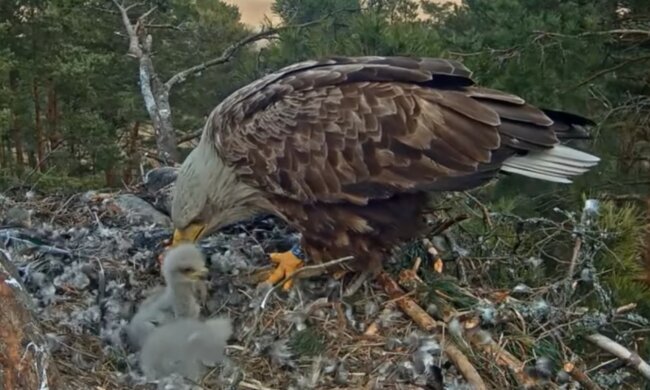 Neugierige Einstellung gegenüber fremden Küken. Quelle: Screenshot YouTube