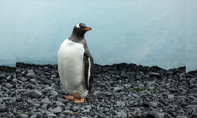 Eselspinguine. Quelle: dailymail.co.uk