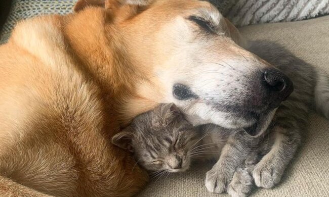 Raylan und Kätzchen. Quelle: Instagram