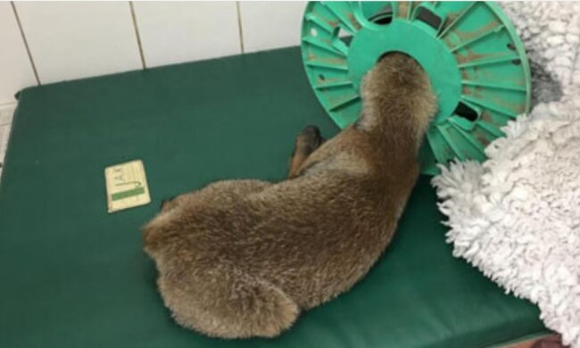 Ein Fuchs, der in der Nähe einer Kirche mit einer Spirale auf dem Kopf gefunden wurde, erhielt die Hilfe