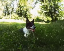 Verlorener Hund. Quelle: Screenshot YouTube