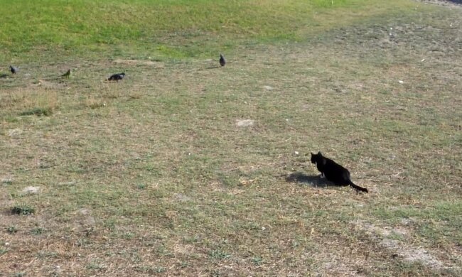 Katze schleicht sich an Vögel ran. Quelle: Youtube Screenshot