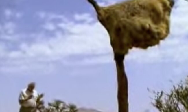 Ungewöhnliches Nest. Quelle: Screenshot YouTube