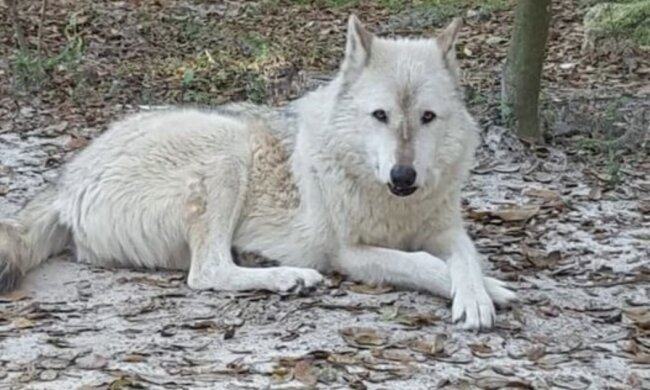 Der Hund ist sehr freundlich und anhänglich. Quelle: www. pinterest.сom