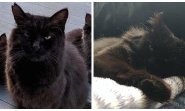 Usagi . Quelle: Screenshot