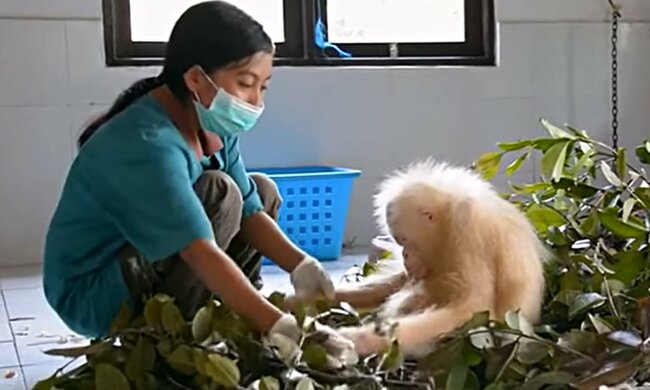 Ungewöhnliches Tier. Quelle: Youtube Screenshot