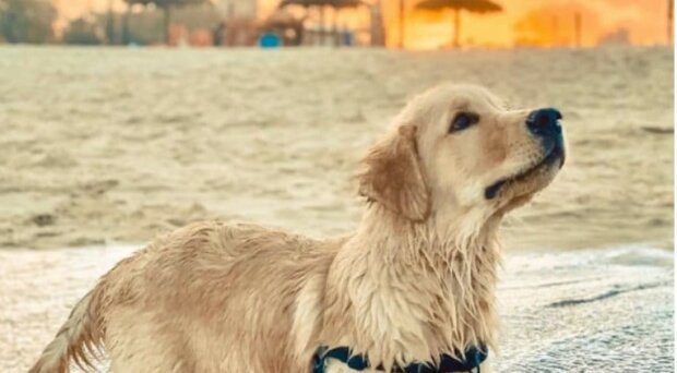 “Jeder andere Hund würde wegbleiben, aber nicht der tapfere Bento”: Als der Hund die Wasserrutsche sah, beschloss er zu reiten