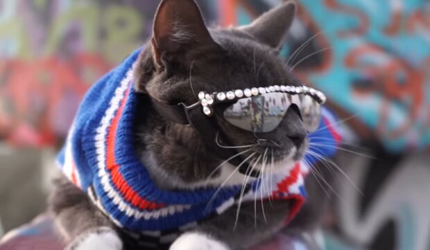 Katze mit Brille. Quelle: YouTube Screenshot