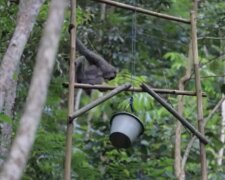 Frau füttert Gibbons im Wald. Quelle: Screenshot Youtube