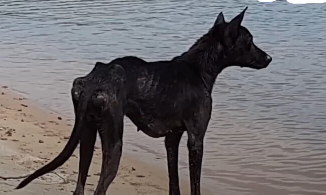 Erschöpftes Tier. Quelle: Screenshot YouTube