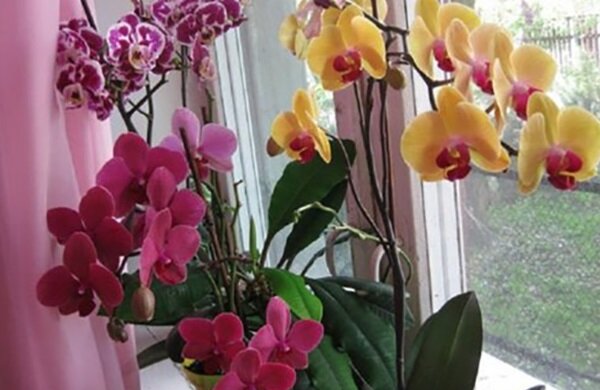 Natürliche Dressings für Orchideen aus Bananenschalen