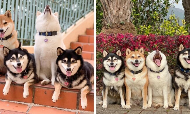 Der Besitzer von 4 Hunden teilt Bilder seiner Haustiere, von denen einer immer das Foto verdirbt