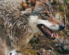 Der Wolf. Quelle: Screenshot YouTube