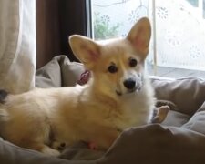 Corgi. Quelle:  Screenshot YouTube