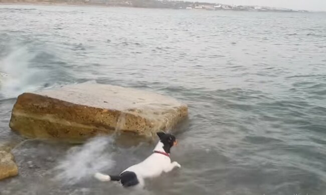 Der Hund. Quelle: Youtube Screenshot