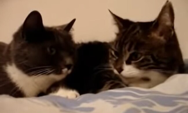 Katzen. Quelle: Screenshot Youtube