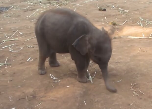 Elefantenbaby. Quelle: Screenshot Youtube