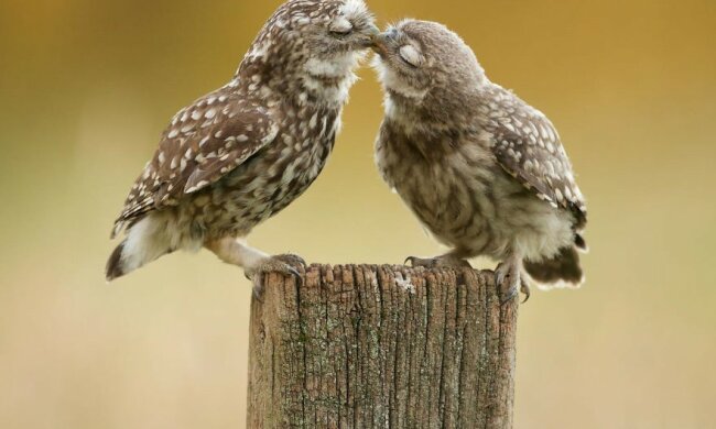 Wie Menschen: Tiere, die keine Minute ohne einander verbringen können