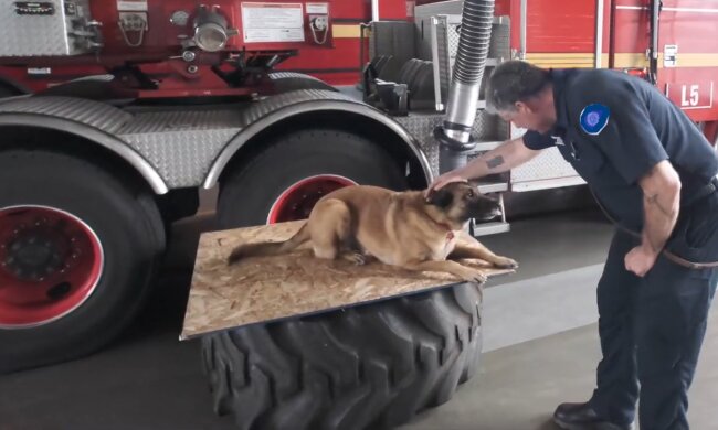 Feuerwehrhund. Quelle: YouTube Screenshot