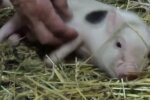 Ferkel. Quelle: Screenshot YouTube