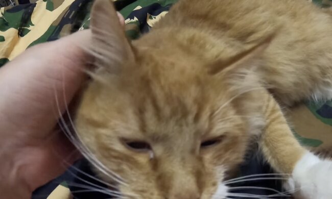 Kater. Quelle: Screenshot YouTube