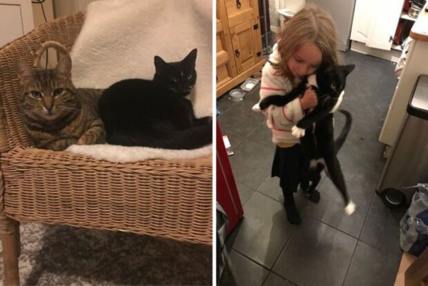 Vor dem Weggang machte der Vater seinen Töchtern ein besonderes Geschenk: Jetzt helfen Katzen den Mädchen, ihren Verlust zu überleben