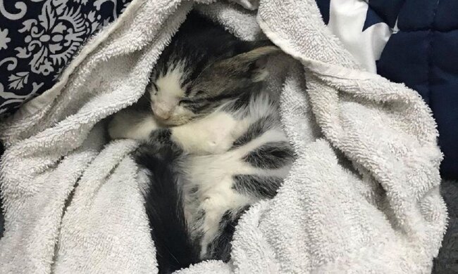 Die Geschichte des Kätzchens Phoenix, das um sein Leben kämpfte, und wie die Hunde ihm halfen