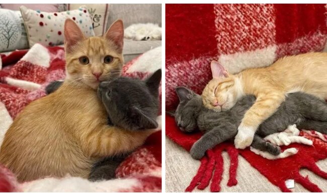 Katzen. Quelle: Screenshot