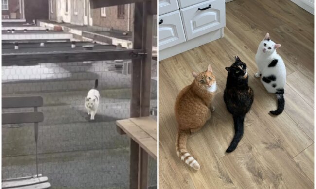 Kätzchen Ziggy, Gerrie und Loki. Quelle: Screenshot Youtube