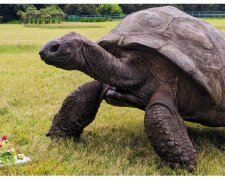 Jonathan die Schildkröte und sein Geburtstagskuchen. Quelle:Guinness World Records