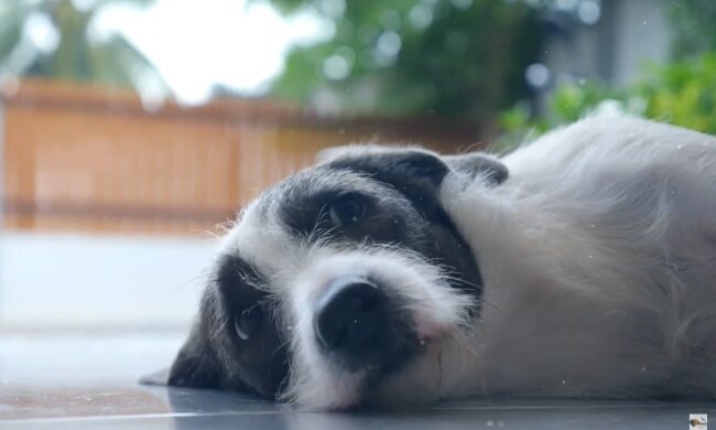 Unverzeihlicher Verrat von unverantwortlichen Menschen. Quelle: Screenshot YouTube